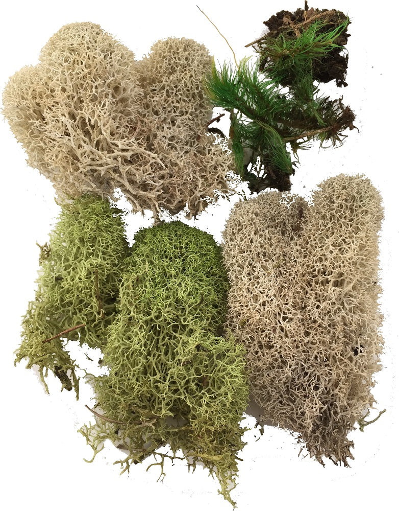 Field & Forest Biome Kit™ - Image 6